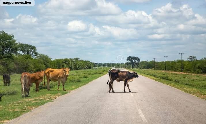 Man Dies 12 Days After Bike Accident on Kamptee Road; Cow Allegedly Caused Crash